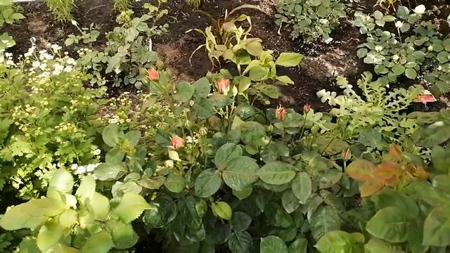 Цветение розы Sangria. Мой сад в июне.