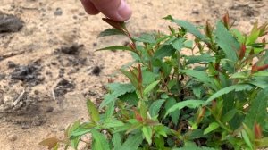 СПИРЕЯ японская/Формирование куста/ Подкормка/Болезни.