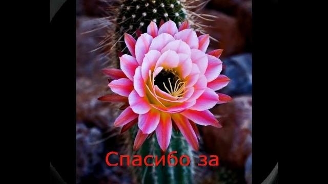 Cactus! Откуда взялись...