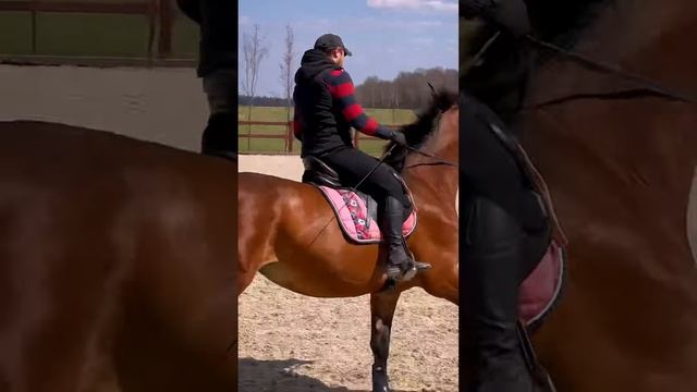 Выездили спортивную лошадь за 5 месяцев смотреть онлайн