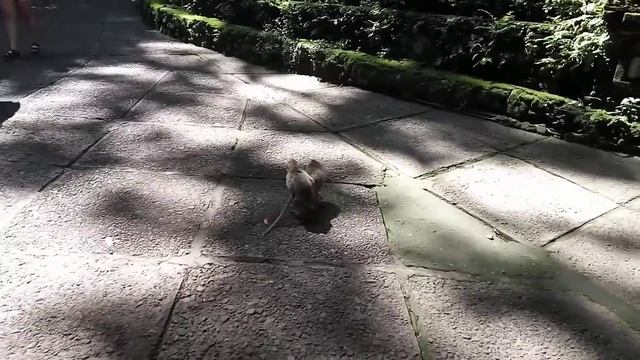 ✓Достопримечательности Бали ✓Лес обезьян✓Милые обезьяны в лесу Убуда смотреть онлайн
