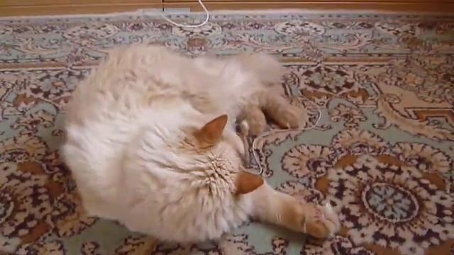 Сибирский кот Василий / Basil-cat from cold Siberia 3 смотреть онлайн