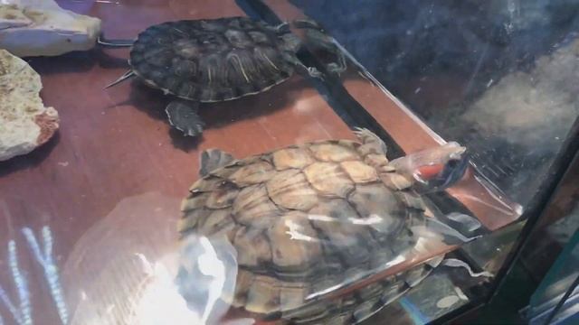 Красноухая Черепаха: содержание в домашних условиях смотреть онлайн