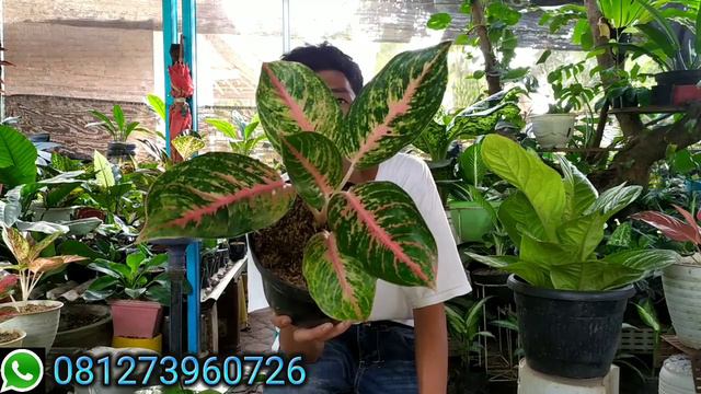 OBRAL SEMUA AGLONEMA HARGA TERMURAH HARGA TURUN DRASTIS DAN PROMO PAKET SUPER JUMBO❗❗🌱🌱 смотреть онлайн