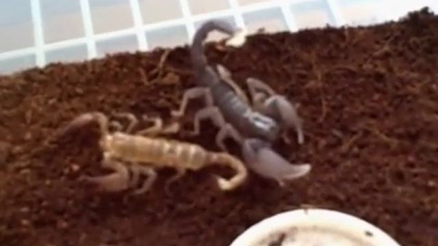 Freshly molted young Heterometrus Swammerdami смотреть онлайн