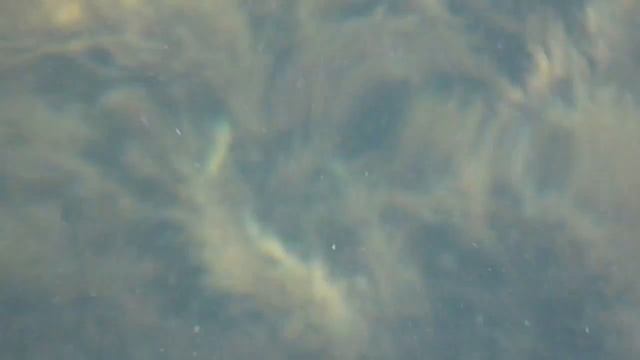 Черноморский конек смотреть онлайн