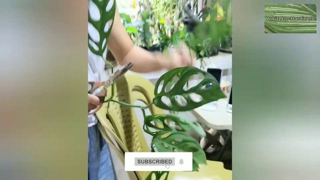 HOW TO PROPAGATE Monstera adansonii | Swiss Cheese Vine | Eyelet Plant | Monkey Mask Plant смотреть онлайн