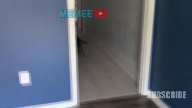 FUN coub animal #32 / видео приколы / coub 2019 / животные / смешные животные / приколы 2019 / cube смотреть онлайн