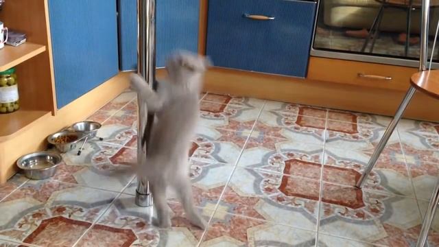 Кот танцует у шеста ;) смотреть онлайн