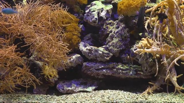 Aquarium 4K VIDEO - Beautiful Relaxing Coral Reef Fish - Relaxing Sleep Meditation Music смотреть онлайн
