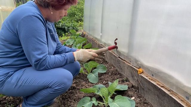 ЧЕСНОК ДАЛ СТРЕЛКИ/КОКТЕЙЛЬ ДЛЯ ОВОЩЕЙ/ОКУЧИВАЕМ КАПУСТУ смотреть онлайн