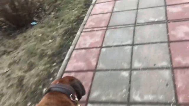 Husky vs Boxer/Хаски и боксёр/Знакомство собак смотреть онлайн