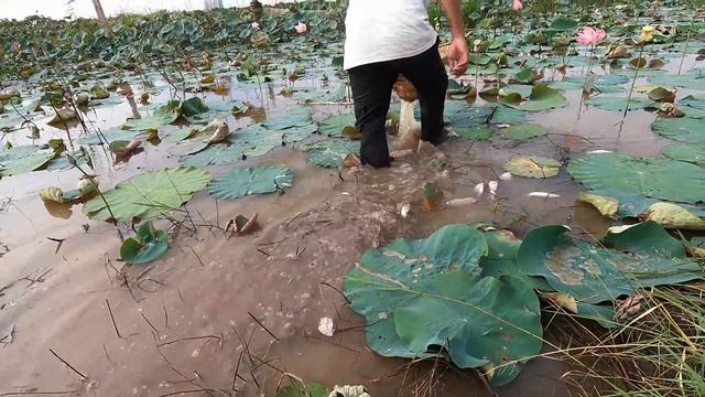 Amazing Unbelievable Unique Catch Axolotl Salamander Catching And Finding A Lot Of Beautiful Fish смотреть онлайн