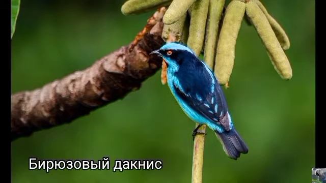 Дакнисы (лат. Dacnis) смотреть онлайн