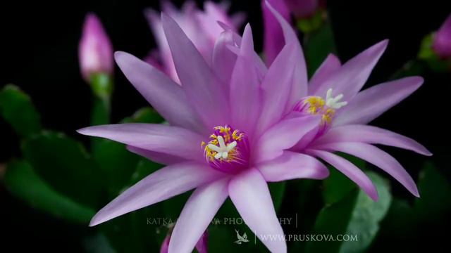 ПАРАДОКСЫ СУДЬБЫ. смотреть онлайн