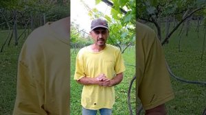 Серая гниль соцветий винограда. Эффективное лечение.