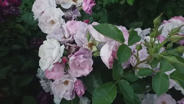 Семейство роз - три красивых сорта! Летняя съемка. смотреть онлайн