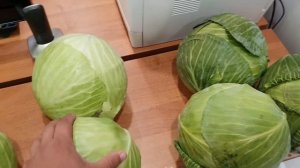 Овощи растут. Капуста Ларсия, Атрия, СВ3404, Гальватрон, сравнение.