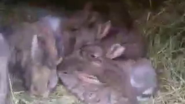 Ризен агути с крольчатами 1й окрол смотреть онлайн