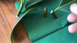 Обрезка и укоренение черенков фикуса каучуконосного . 2 способа укоренения.