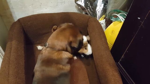 Забавные животные. Морская свинка и собака. смотреть онлайн