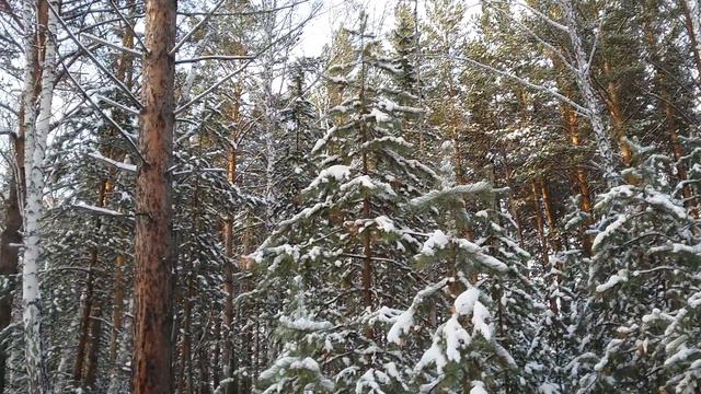 Лес, сибирь, пригород Красноярска. смотреть онлайн