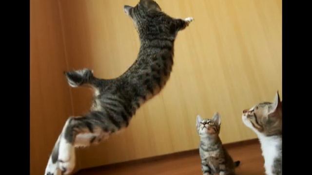 Cat jumping. Кот в прыжке. смотреть онлайн
