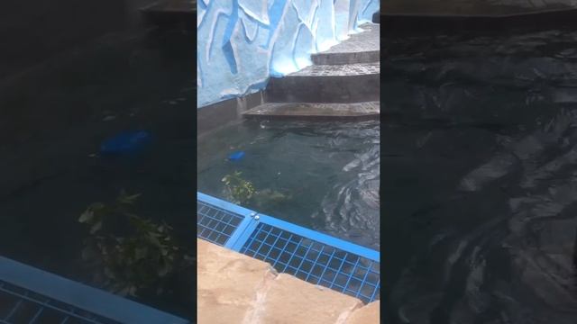 Белый медведь плавает смотреть онлайн