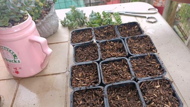 Crassula Succulent: Propagation & care tips🌱💚🌿 смотреть онлайн