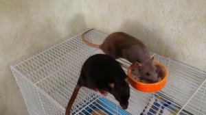 Как кормить декоративных крыс. Наш рацион