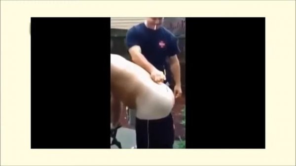 приколы с пикардами