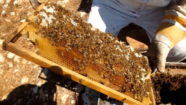 Пчеловодство: Драма на пасеке! Часть2.2 "Маточник на медосборе" #пчелы #медосбор смотреть онлайн