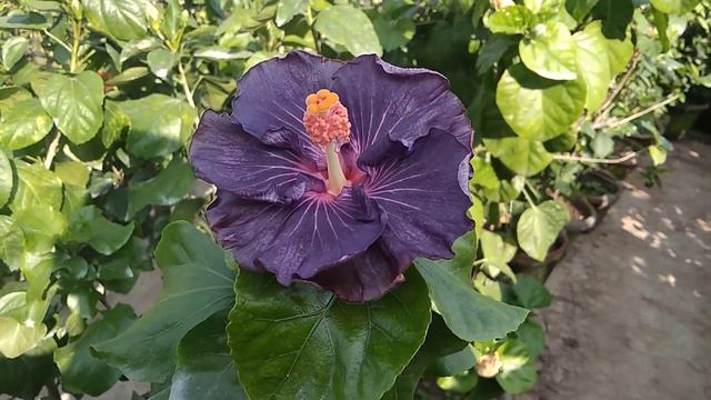 দীপ চক্রবর্তীর কালো জবা ও নীল জবা || Deep Chakraborty's Black & Blue Hibiscus||Sree Sanjiban|| смотреть онлайн