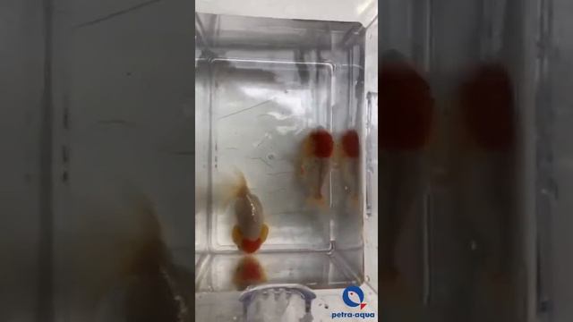 CE44 Carassius auratus Ref cap lionhead 6-7cm смотреть онлайн