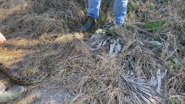 Giant Python Bite смотреть онлайн