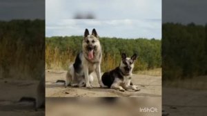 Порода собак.Восточно-европейская овчарка(ВЕО)