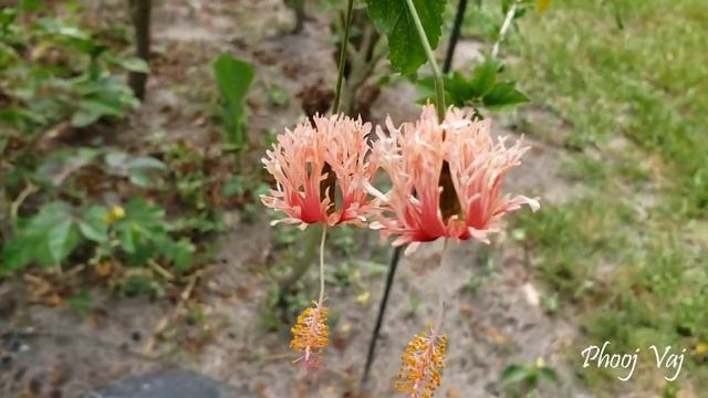 Hibiscus Schizopetalus