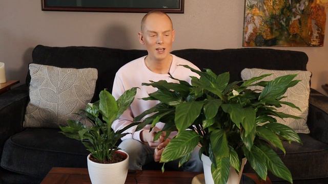 How to Care for a Peace Lily (Spathiphyllum) | Houseplant Essentials смотреть онлайн