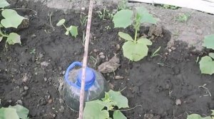 4. Моя система капельного полива для огурцов