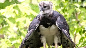 Гарпия - интересные факты