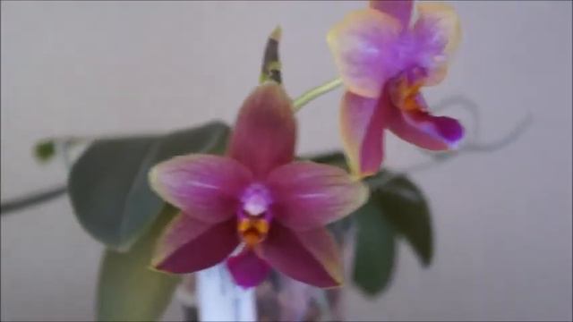 Hard-to-find Phalaenopsis Sweet Memory 'M' Reblooms with Strong Fragrance | Orchid Care Tips смотреть онлайн