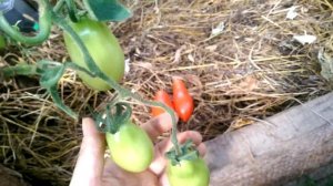 Томат Сибирский пируэт на 25 августа