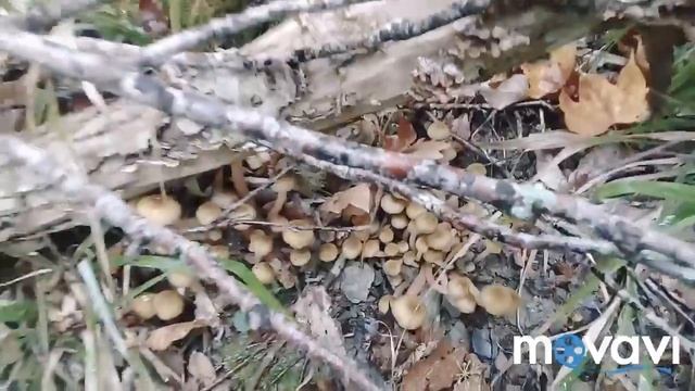 Опята осение смотреть онлайн