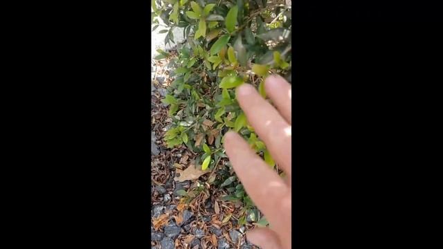 Using organic weed control Dead Weed Brew with Your Neighborhood Lawn Service смотреть онлайн