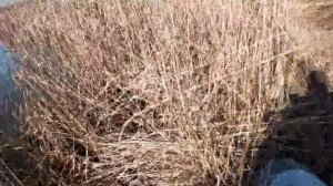 Рыбалка весной  Ловля карася в марте на поплавок. My fishing