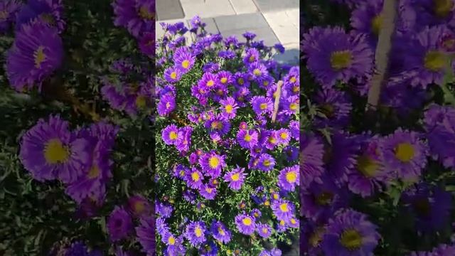 #астра #октябринки #сентябринки #астрамноголетняя #астрашаровидная #новобельгийскаяастра смотреть онлайн