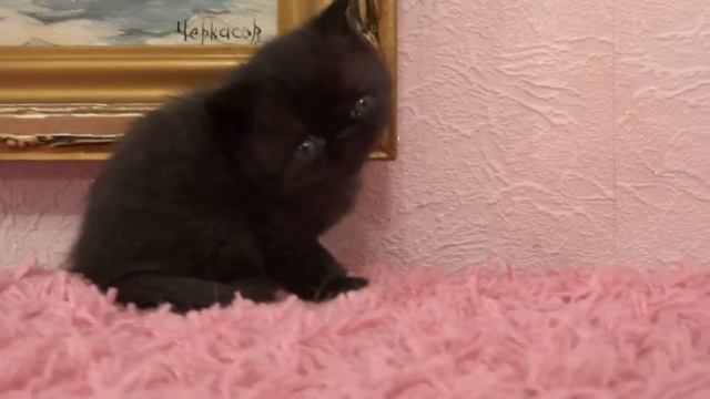Черный экзотический короткошерстный котенок Black Exotic Shorthair Kitten For Sale
