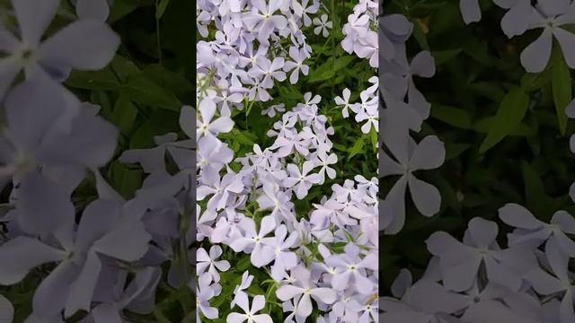 Нежные цветы ??? Кто знает название? Подскажите пожалуйста #цветы #дача смотреть онлайн