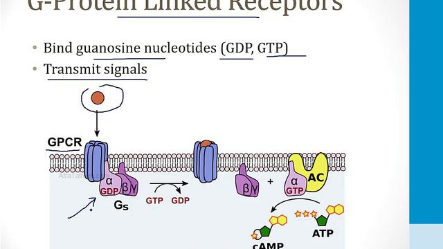 Endocrinology - 5. Other Topics - 4.Signalling Pathways Atf