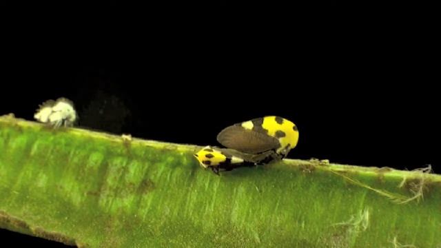 Schmuckzickade Cicadellinae YT смотреть онлайн